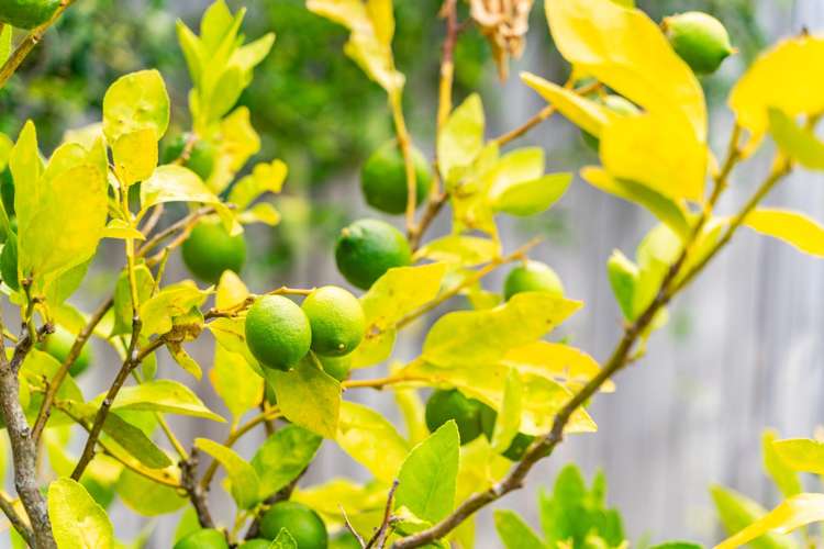 16 Batten Street Wellsford_15