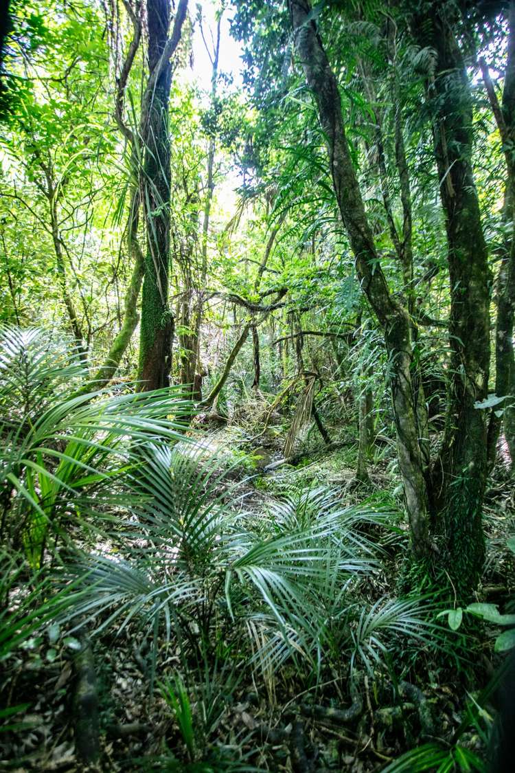 210A Goble Road Komata_20