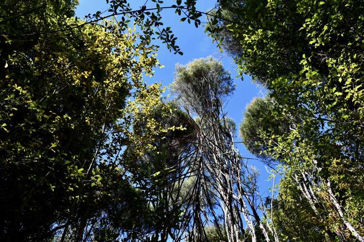 Lot 1 South Terrace Road Karamea_12