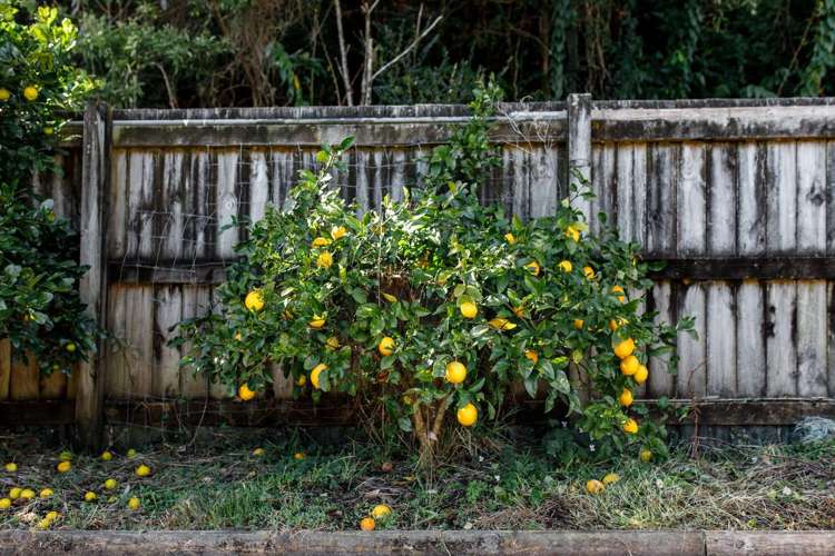 5 Ramsden Place Kawerau_10