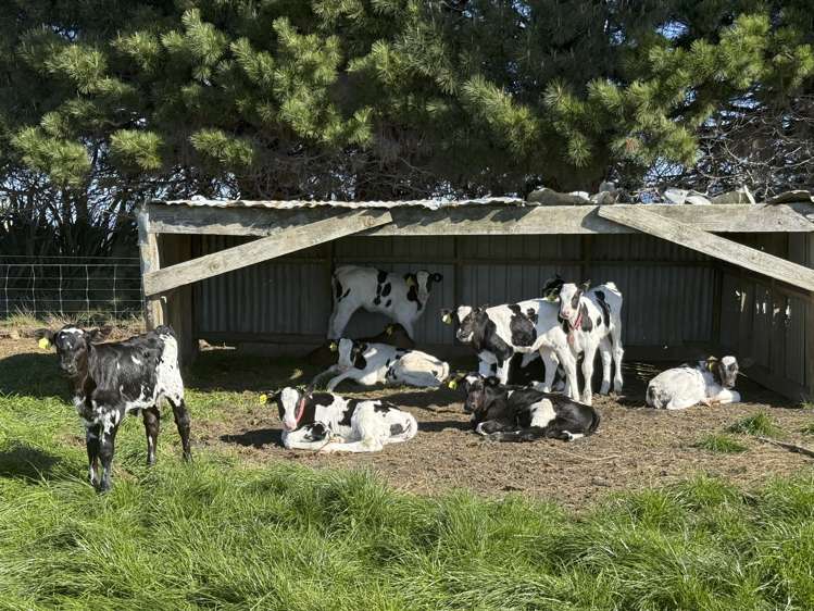 169 Hamilton Road Isla Bank_14