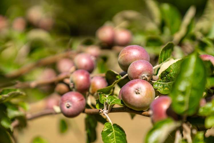 8 Hawkins Drive Martinborough_18