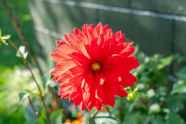 42 Miller Street Glenholme_17