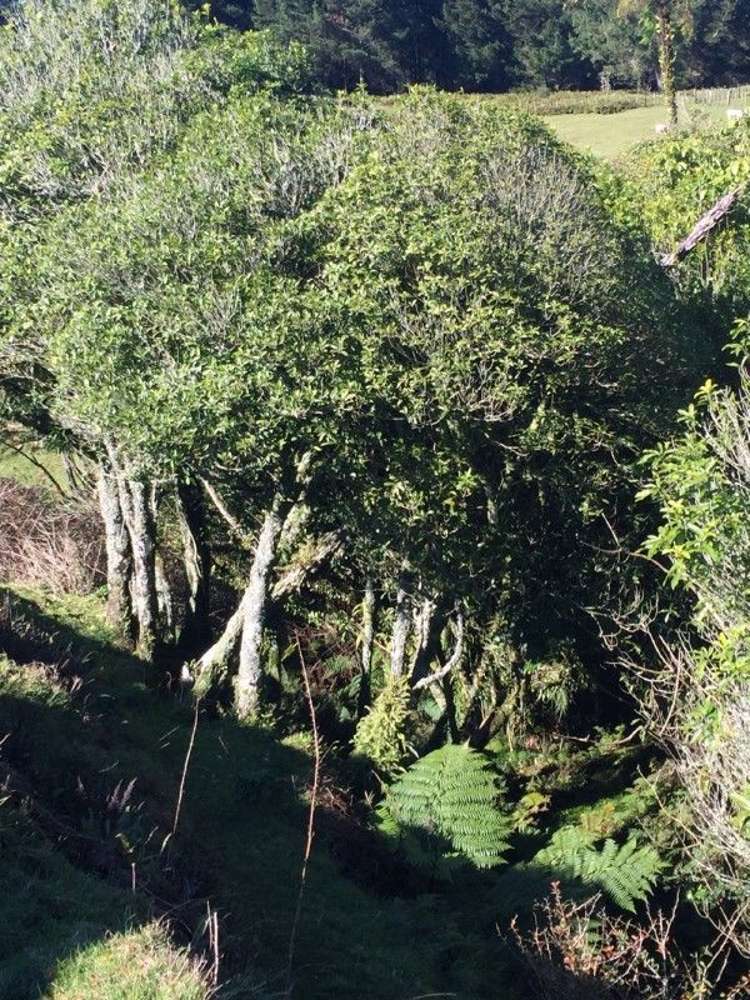 937 Whakamarama Road Whakamarama_12