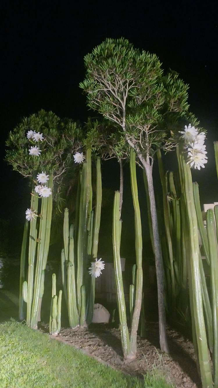 35 Tipahi Street Nelson South_11