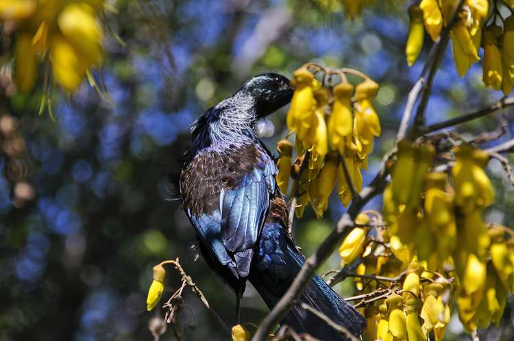 10A Cooper Avenue Holdens Bay_8