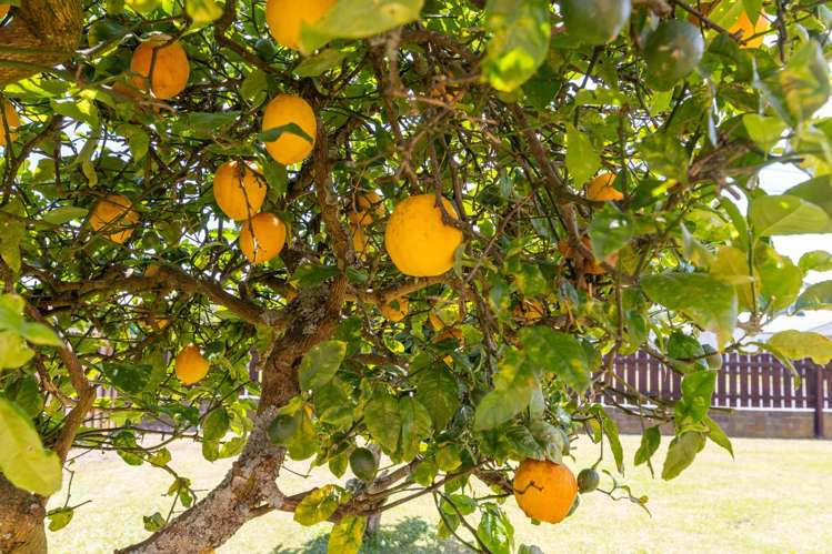 40 Harris Street Huntly_26