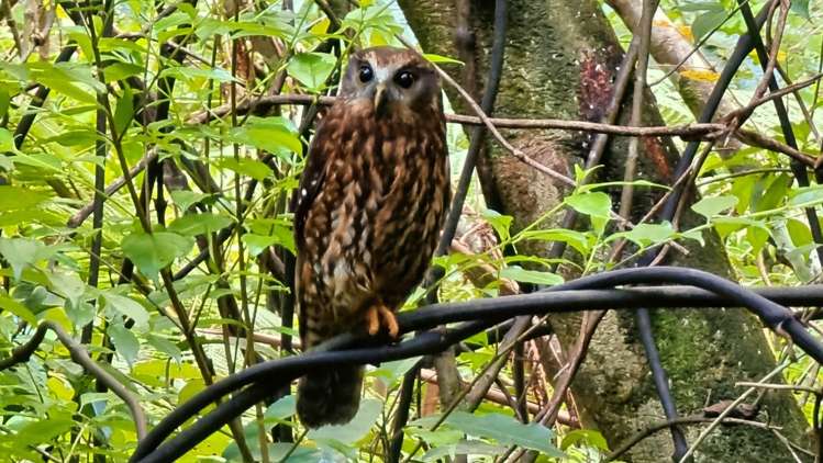 251 Whitehills Road Wainui_41