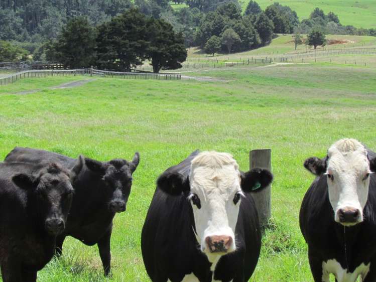 300 Gumtown Road Kamo_0