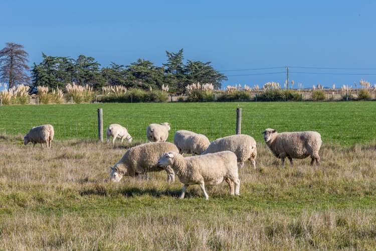1926 Christchurch Akaroa Road Gebbies Valley_16
