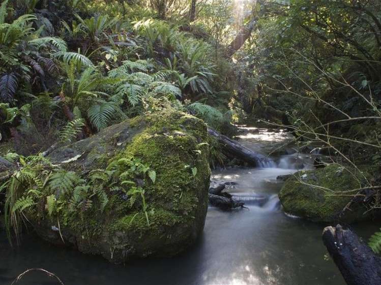 250 Glentui Bush Road Glentui_19