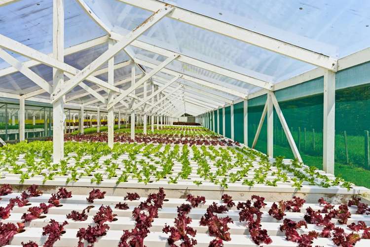 16 Lupton Street Waverley_7