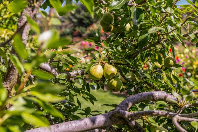 134 Aranui Road Mapua_23