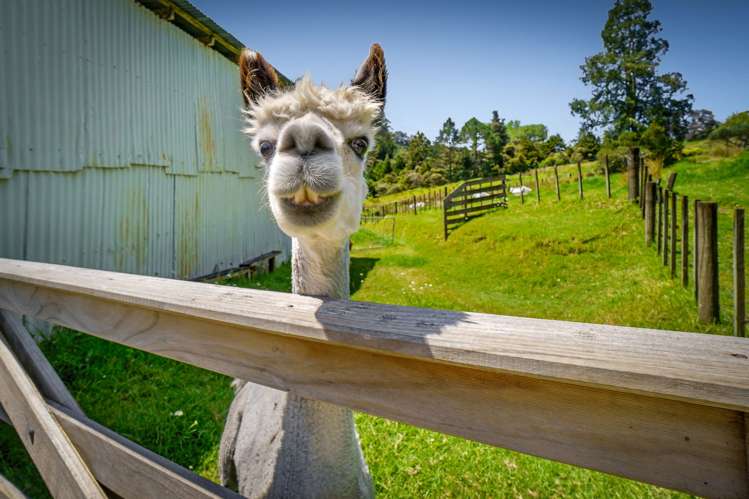 1414 Pohuehue Road Warkworth_24