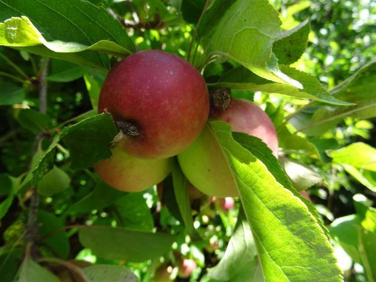 185 Main Road Governors Bay_9