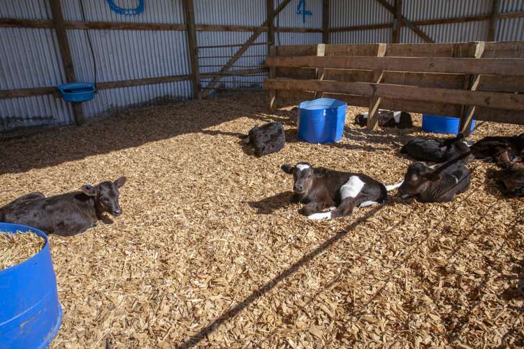 17 Tongue Road Balclutha_15