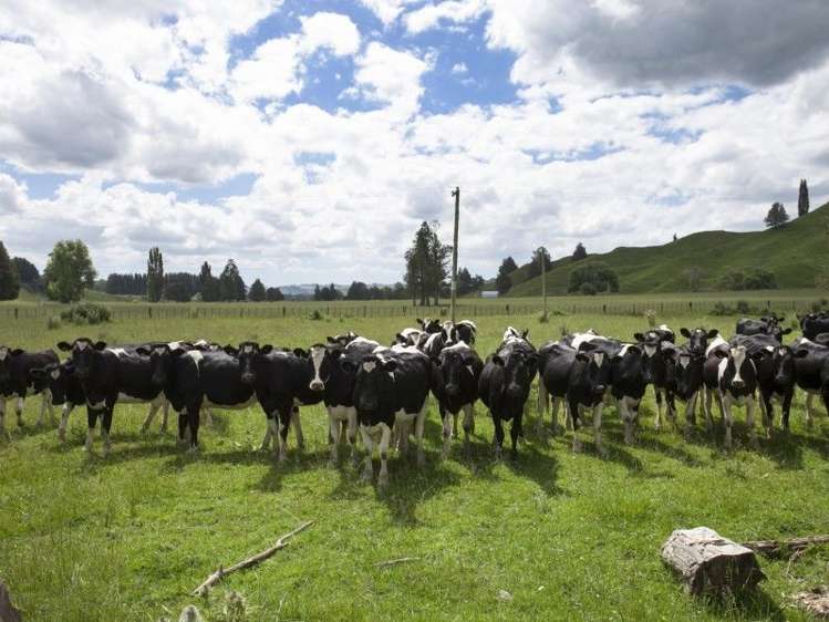 1815 Mokauiti Road Aria_7