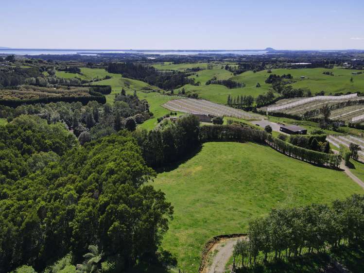 Thompsons Track Aongatete_13