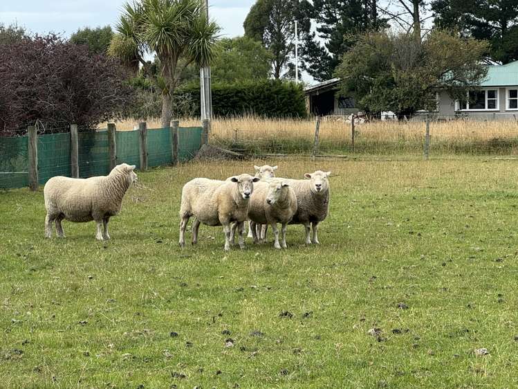 16 Buckley Street Waimate_1