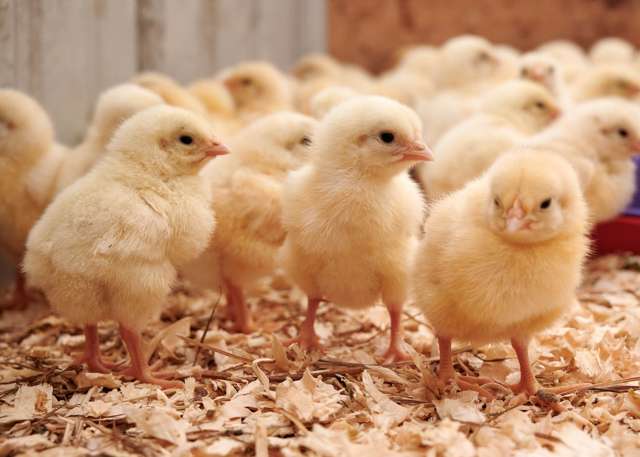 Turnkey Poultry Farming Opportunity