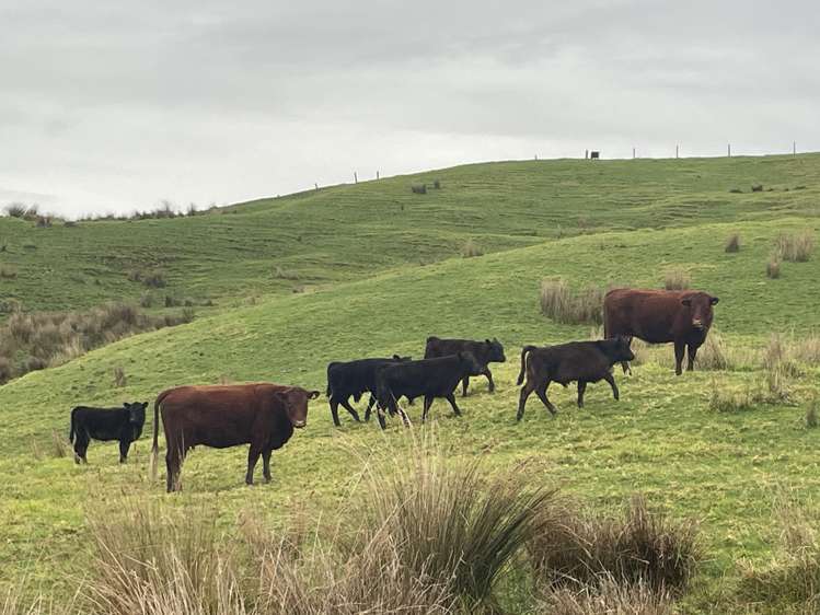 852 Oneriri Road Kaiwaka_52