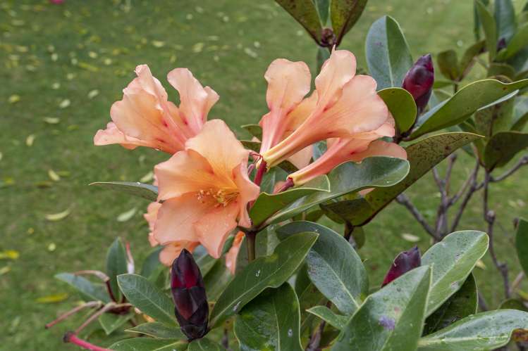 2 Astor Place Welcome Bay_24