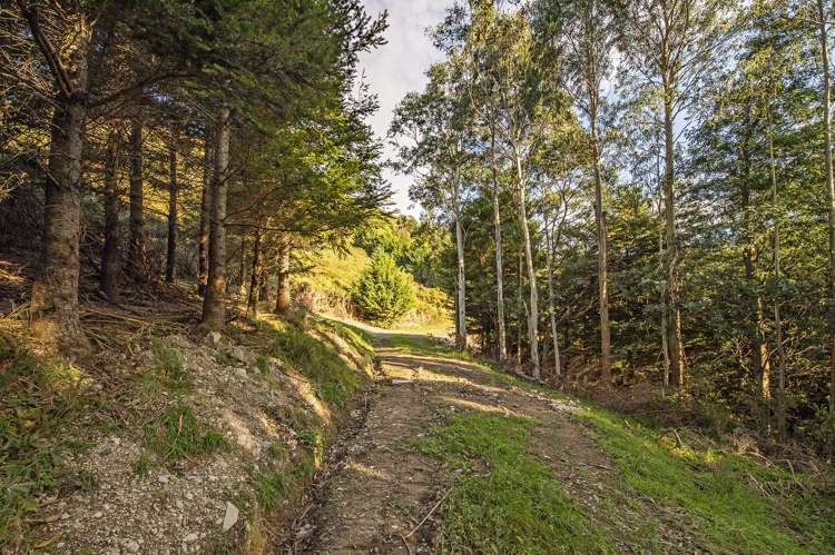 255 Glentui Bush Road Glentui_9