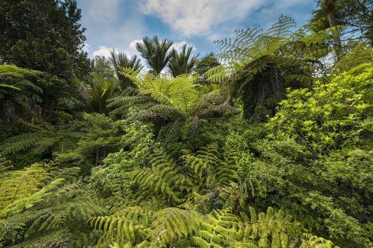 31 Karahiwi Lane Dairy Flat_10