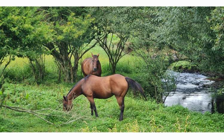 7 Ellis Road Benneydale_9