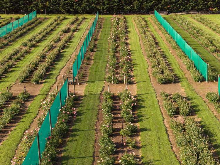 632 Waihopai Valley Road Renwick_10