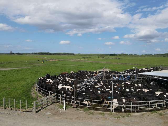 PAREWANUI DAIRY FARM