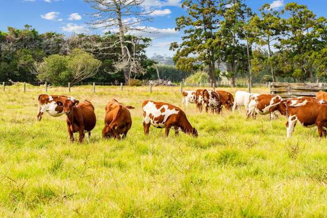 1091 Pouto Road Dargaville_2