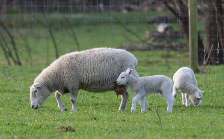 411 Waianiwaniwa Road Sheffield_22