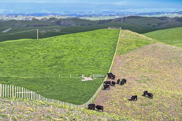 2152 Puketitiri Road Central Hawkes Bay Coastal_7