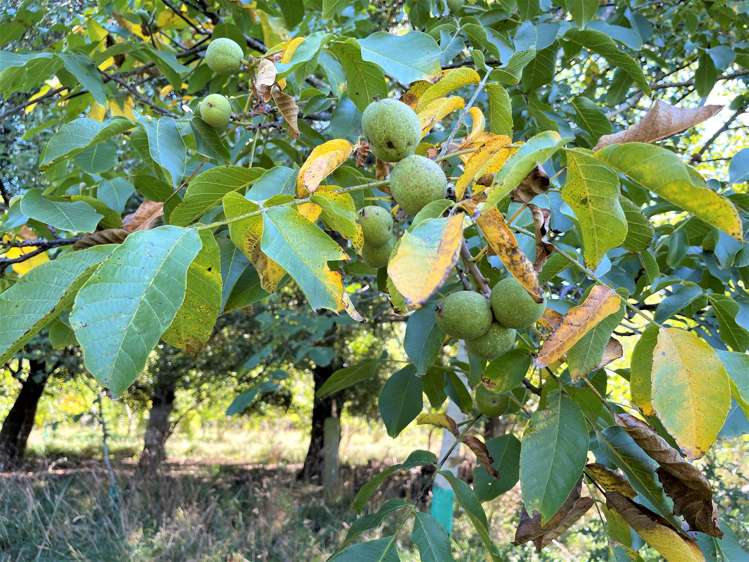 37 Knoll Street Milton_12