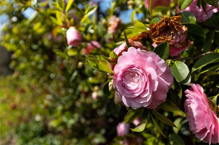 49 Hillcrest Avenue Witherlea_24