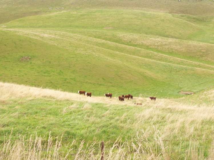 422 Earthquake Road Duntroon_4