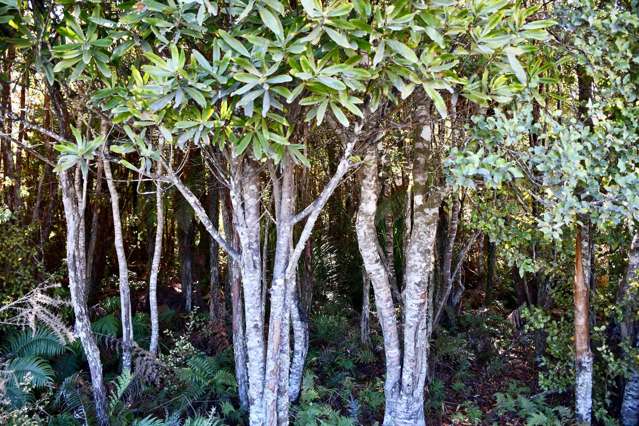 Lot 1 South Terrace Road Karamea_4