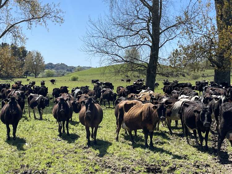 135 Whataroa Road Te Kuiti Waitomo Rural Property For Sale One Roof