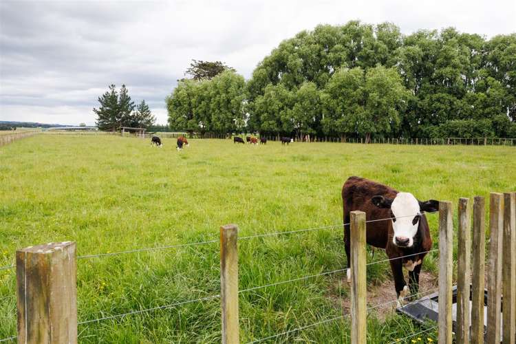 552 Porewa Road Marton_10