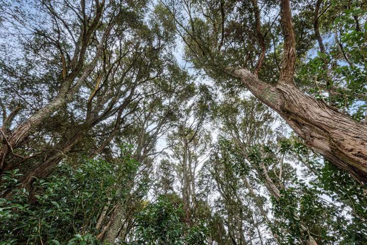 252 Gray Road Maungatapere_22