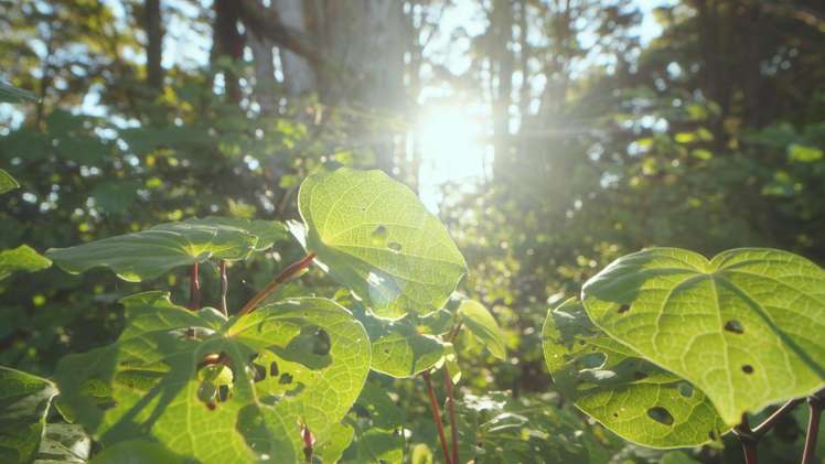 629E Tara Road Mangawhai_24