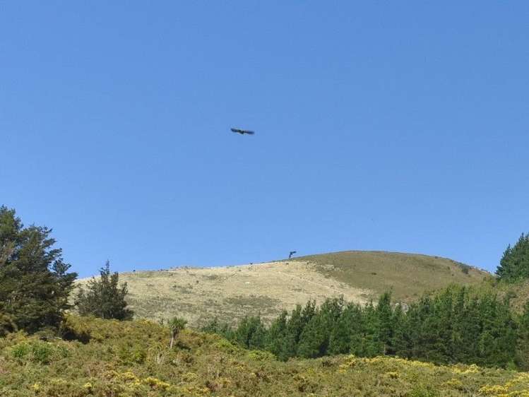 446 Glentui Bush Road Glentui_40