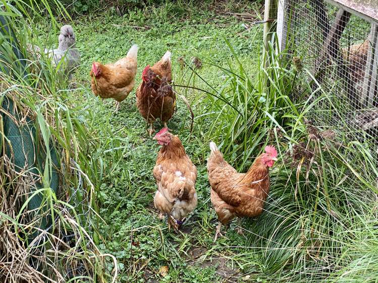 64 Konini Road Titirangi_17