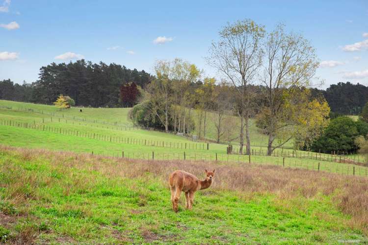 255 Burtt Road Paerata_22