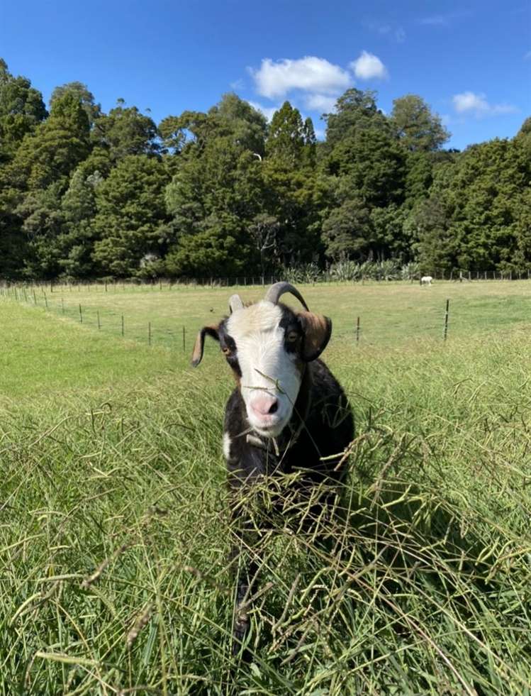 277 Valley Road Kaiwaka_18