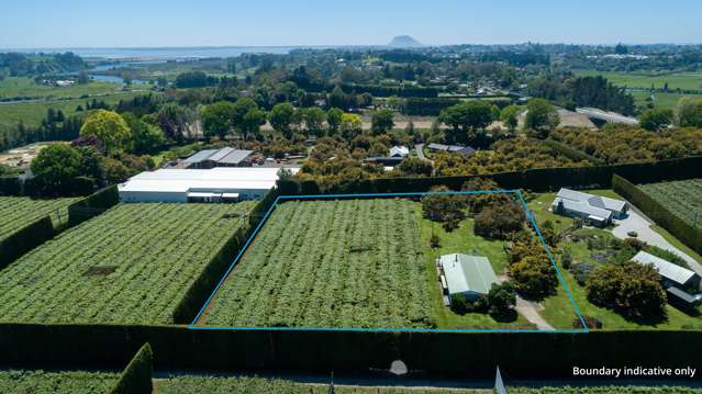 Te Puna Lifestyle Opportunity + Gold Kiwifruit