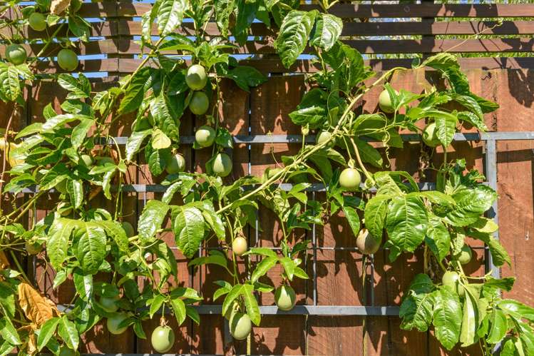 17 Hairini Street Hairini_43