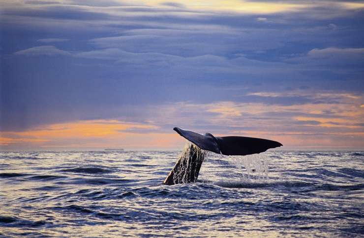 Kaikōura, a popular tourist town with impressive marine life, has one of the largest shares of multiple property owners with a mortgage in New Zealand. Photo / Getty Images