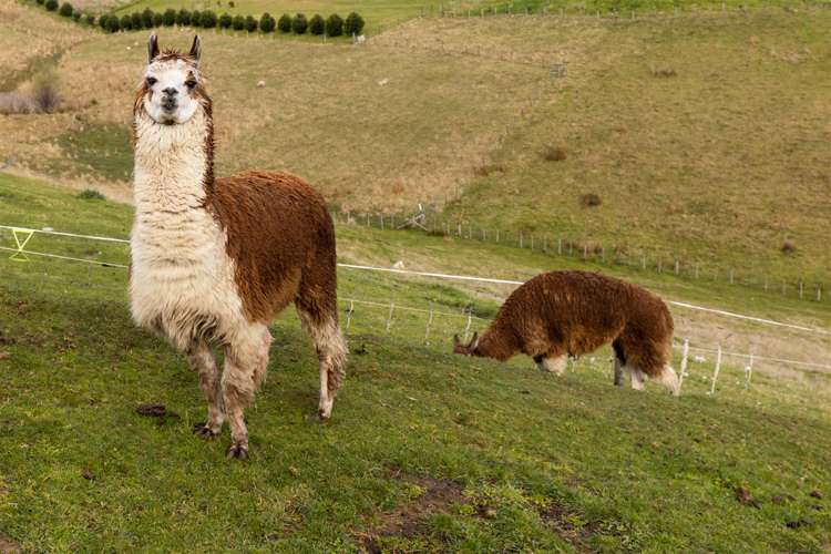 274 Delta Lake Heights Renwick_44